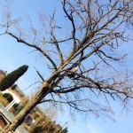 albero messo in posizione difficile da potare