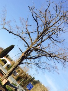 albero messo in posizione difficile da potare