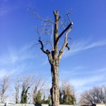 albero potato con il tree climbing