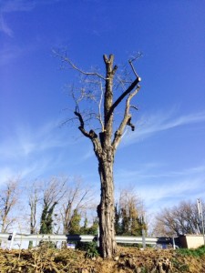 albero potato con il tree climbing