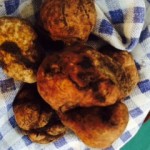 come è fatto il tartufo marzuolo