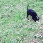 cane adatto per trovare il tartufo