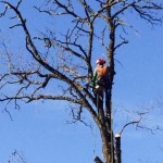 potare gli alberi senza scale