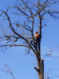 potare gli alberi senza scale