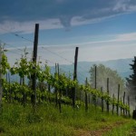 filari di sangiovese