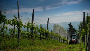 filari di sangiovese