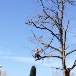 corde per la potatura degli alberi