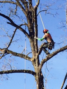 come potare un albero alto senza scala