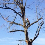 come potare i rami dell'albero con le corde