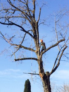 come potare i rami dell'albero con le corde