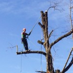la pianta prende forma con il tree climbing