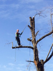 la pianta prende forma con il tree climbing