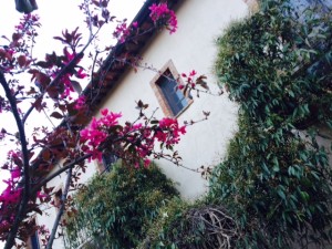 Antico Uliveto Agriturismo nel Chianti