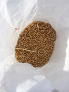 come sono fatti i semi di farro