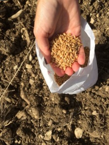 come seminare il farro
