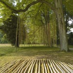 bosco con sottobosco pulito