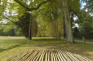 bosco con sottobosco pulito