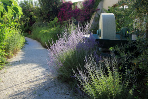 giardino con fiori blu