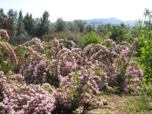 fiori a grappolo