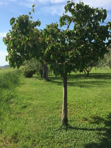 la cotognata è buona