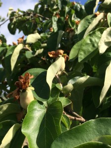 trsformazione del fiore in frutto
