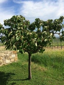 come fare la marmellata