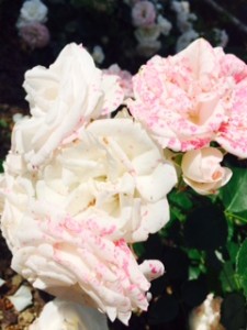 che malattia è quella delle macchie rosa sui petali bianchi