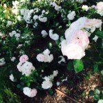 aiuola di asprin rose