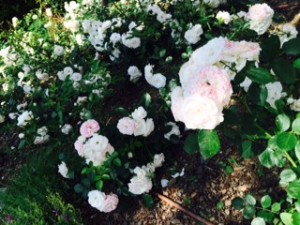 aiuola di asprin rose