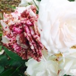 morbillo della rosa bianca