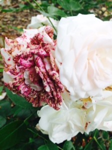 morbillo della rosa bianca