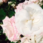 asprin rose e il colore dei petali che cambia