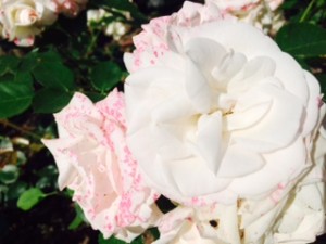 asprin rose e il colore dei petali che cambia