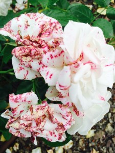 morbilo della rosa aspirin rose