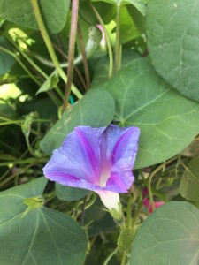 ipomea dai fiori blu