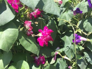 campanule colorat che fanno una siepe