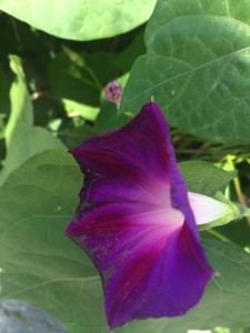 rampicante viola come una campana, è l'ipomea