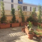 come sciogliere le piante rampicanti