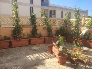 come sciogliere le piante rampicanti