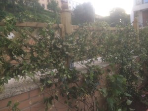 rampicanti legati al grigliato