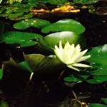 differenza tra fiore di loto e ninfea