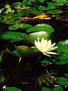 differenza tra fiore di loto e ninfea