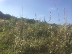 come riconoscere le erbe spontanee