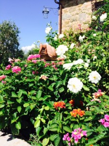 quali fiori mettere insieme alle rose bianche