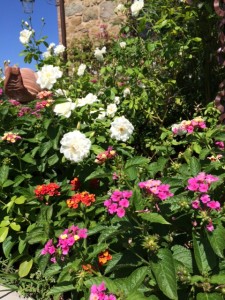 quali fiori mettere in un aiuola rotonda con muretto