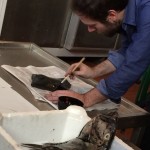 colorare con il nero di seppia