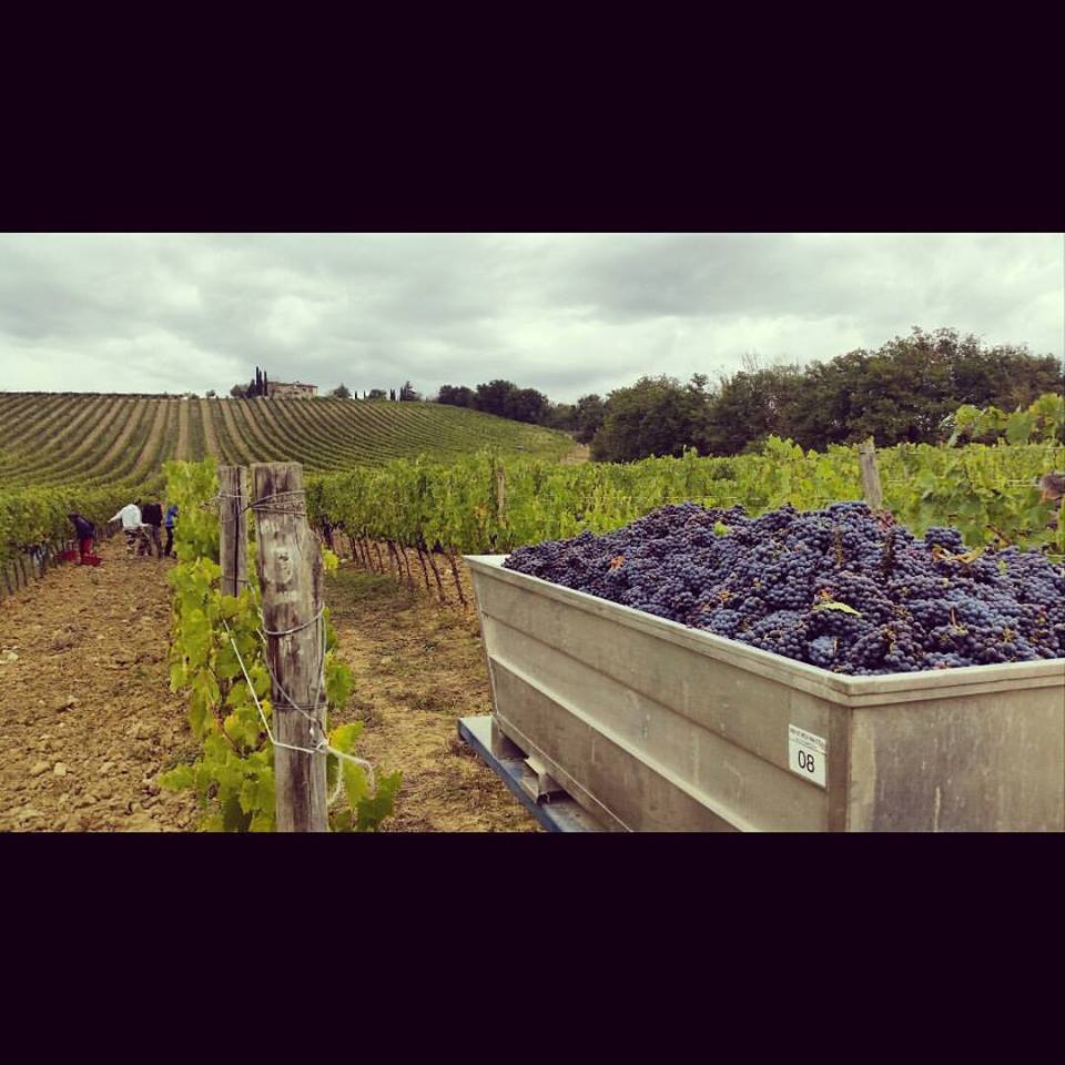 Tuscany harvest in Chianti Classico