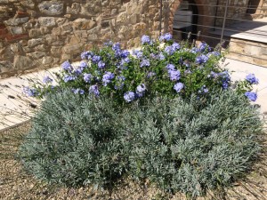 fiori celesti idee per giardino