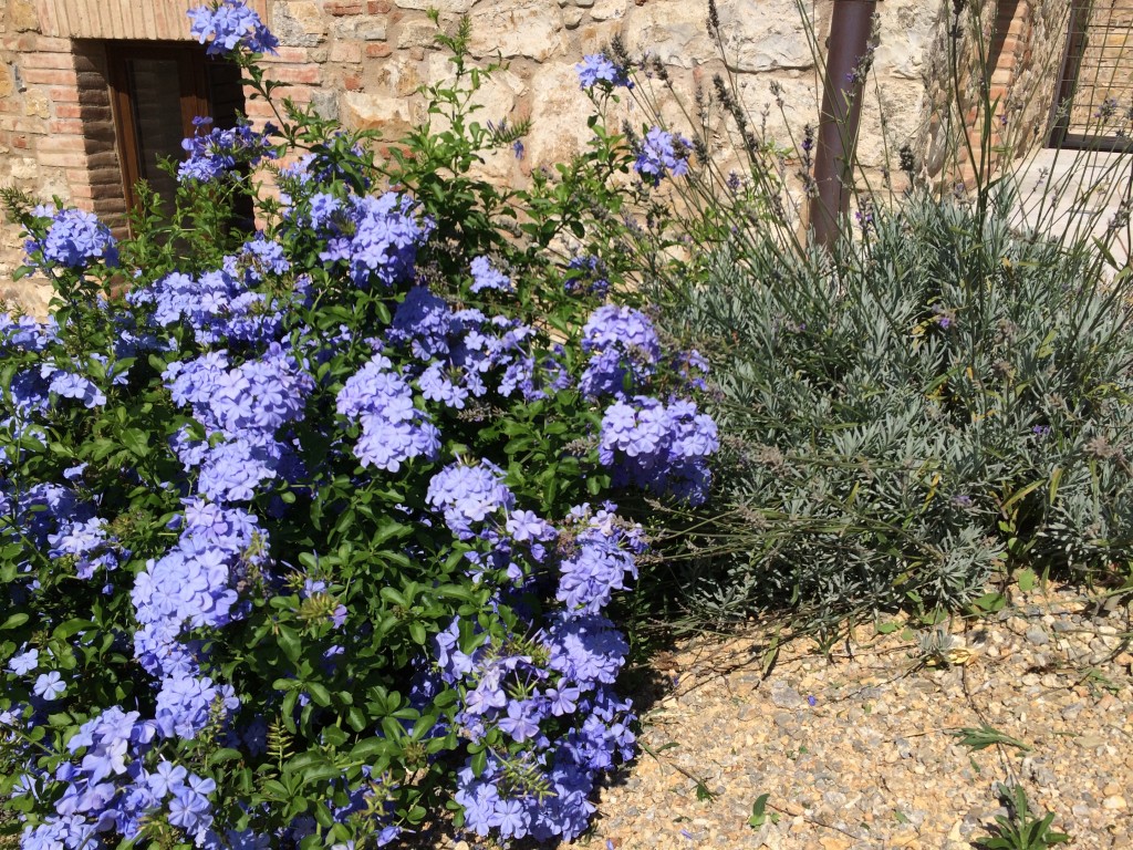 storia d'amore in giardino