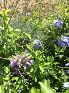 storia d'amore in giardino
